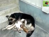 We are best friends | Dog, Cat & Monkey
