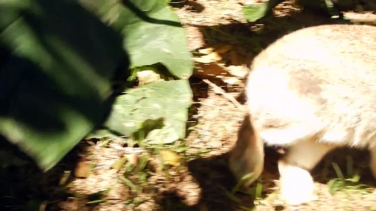 Ratos e Coelhos passeando :3
