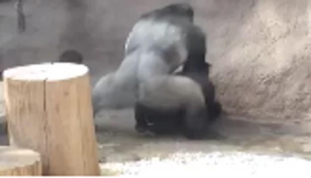 Gorilla mating his ladies