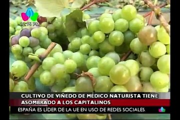 El Cultivo de uvas más grande de toda Managua