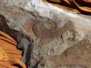 Dinosaur Skin Imprint