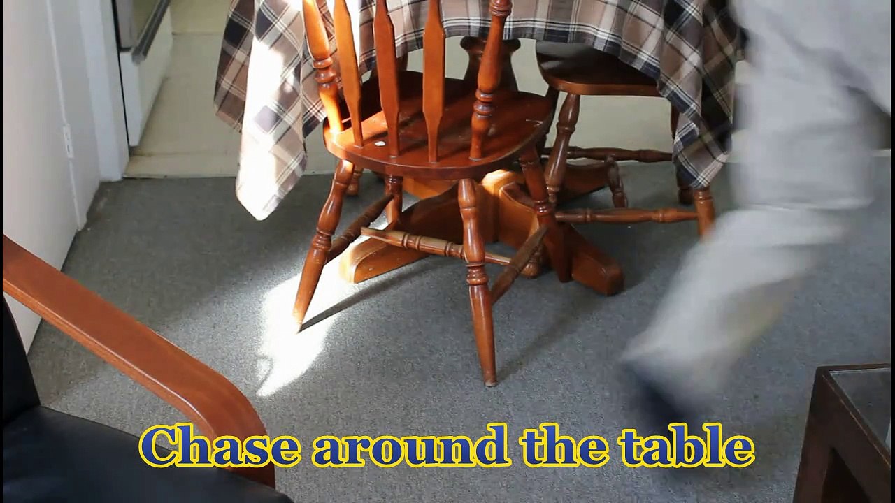 Long haired Mini Dachshund (Teckel à poil long)