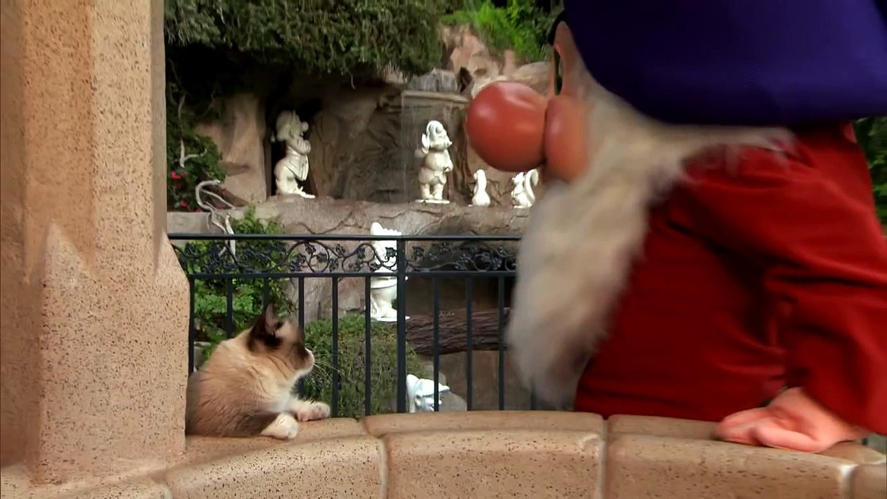 Grumpy Cat meets Grumpy the Dwarf and Pluto at Disneyland for Disney Side event