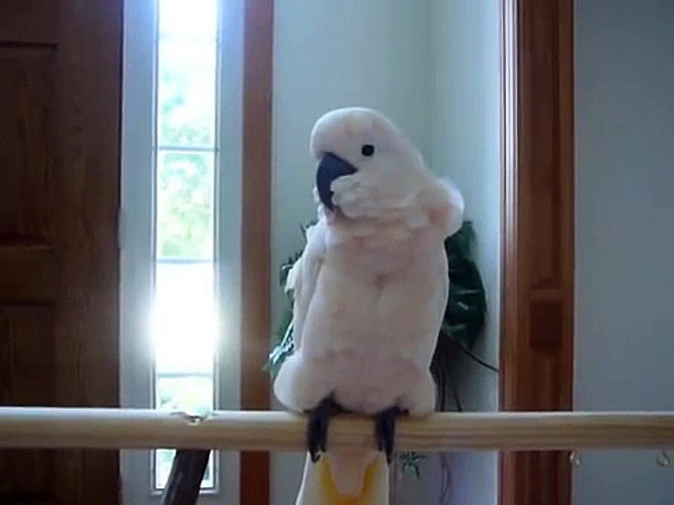 One Crazy Talking Cockatoo! Bird