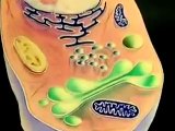 Cell Organelles And Their Function Animation (BOTH 3D AND MICROSCOPIC VIEWS )