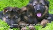 Best Dog Training Video Ever!  -  11 week old trained German Shepherd puppies!
