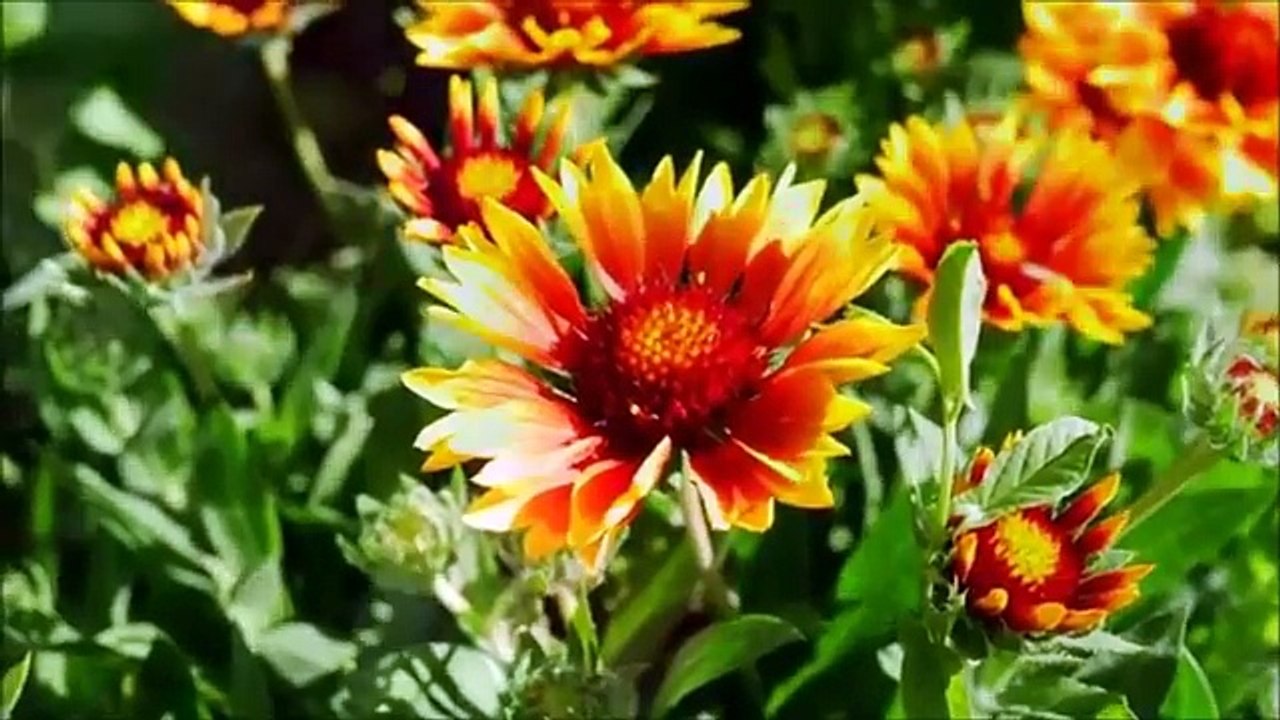 Download Ammanullah Nasheeb Pashto Naat Warza Warza Nasima YouTube Video to MP3, 3Gp, MP4, Flv, WebM for free - Wapmon.Com