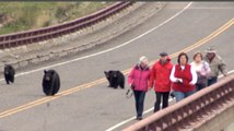 Keep going! Go!' Tourists chased by a family of black bears