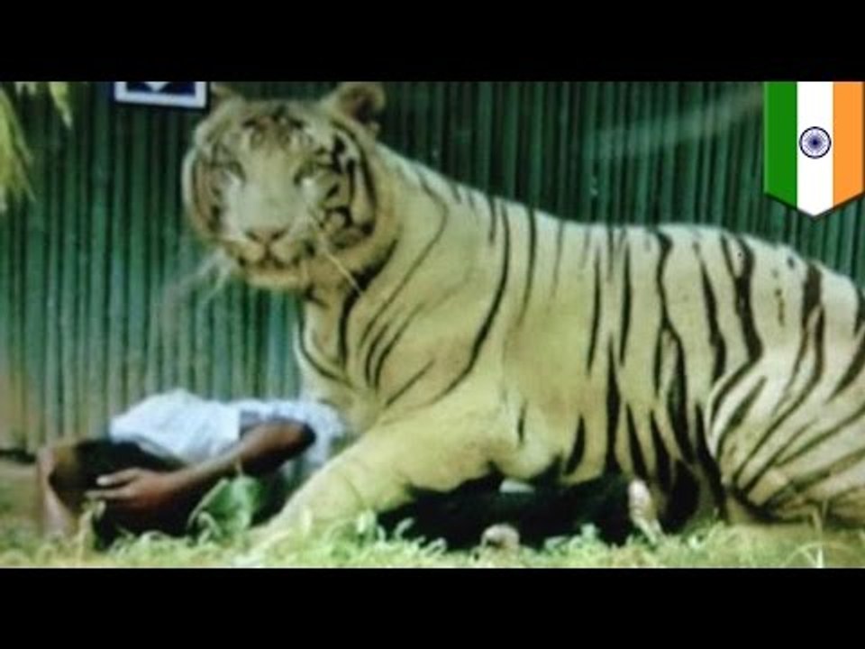Jaws of death: tiger kills man who fell into New Delhi zoo enclosure -- caught on video!