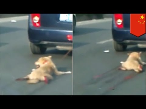 Dog dragged behind car in China sparks online manhunt for perpetrator