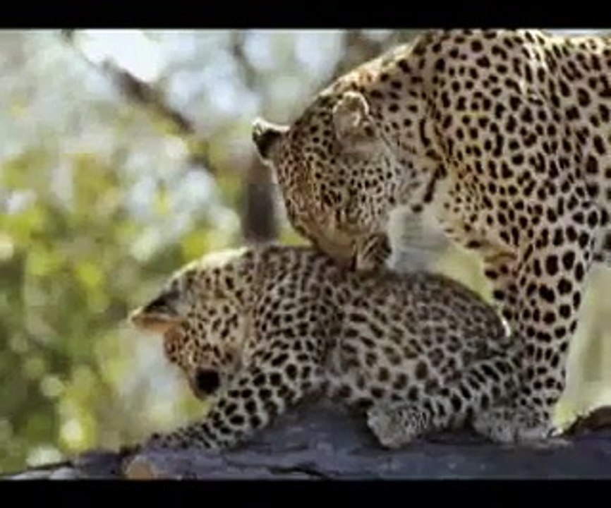 African Safari slideshow