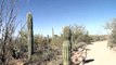 Arizona Sonora Desert Museum, Coyote, Cougar, Prairie Dogs  Desert Animals Tucson Arizona U.S.A
