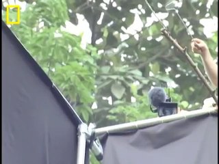 Dünyanın en ilginç yılanı: Uçan yılan