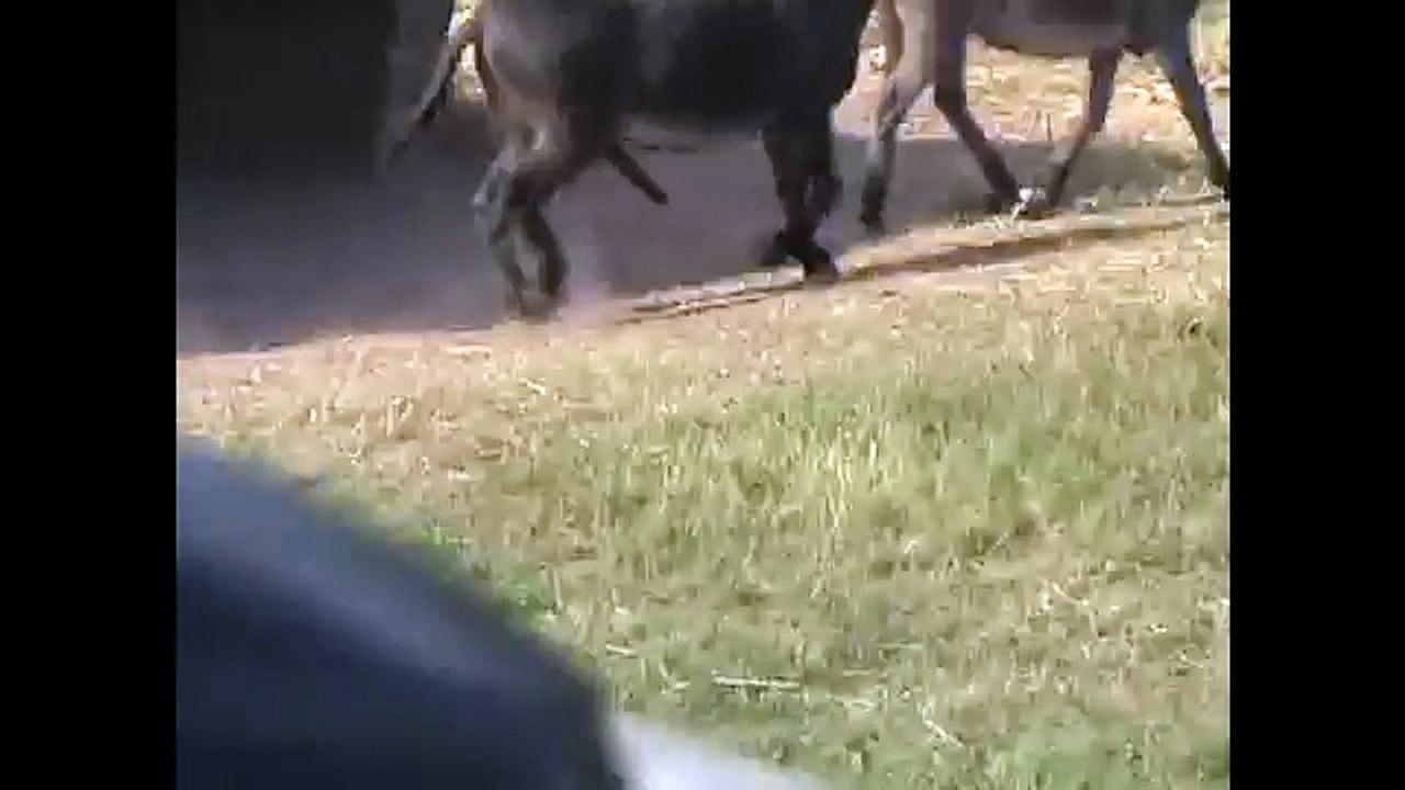 Very Happy Donkey!!!! Private