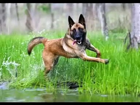 Pastor Belga Malinois