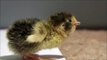Lonely baby quail chick wants to be held ~ cuteness level 1 billion