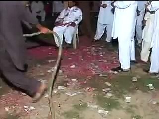 apna daultala Ch qudoos wedding horse dance.mp4