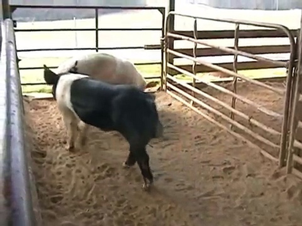 Postive sow in heat