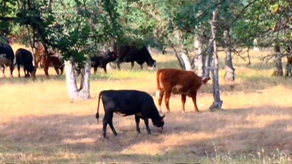 Humane Farm Animal Care