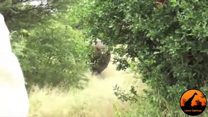 Wild Dogs Versus Black Rhino - Latest Wildlife Sightings