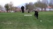 Labrador Retriever Dog Training - Teaching a dog to run straight