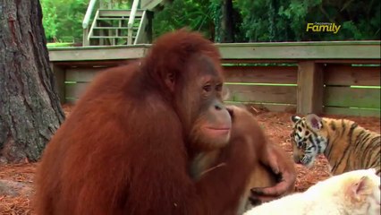 Un orang-outan s’occupe et chouchoute des bébés tigres