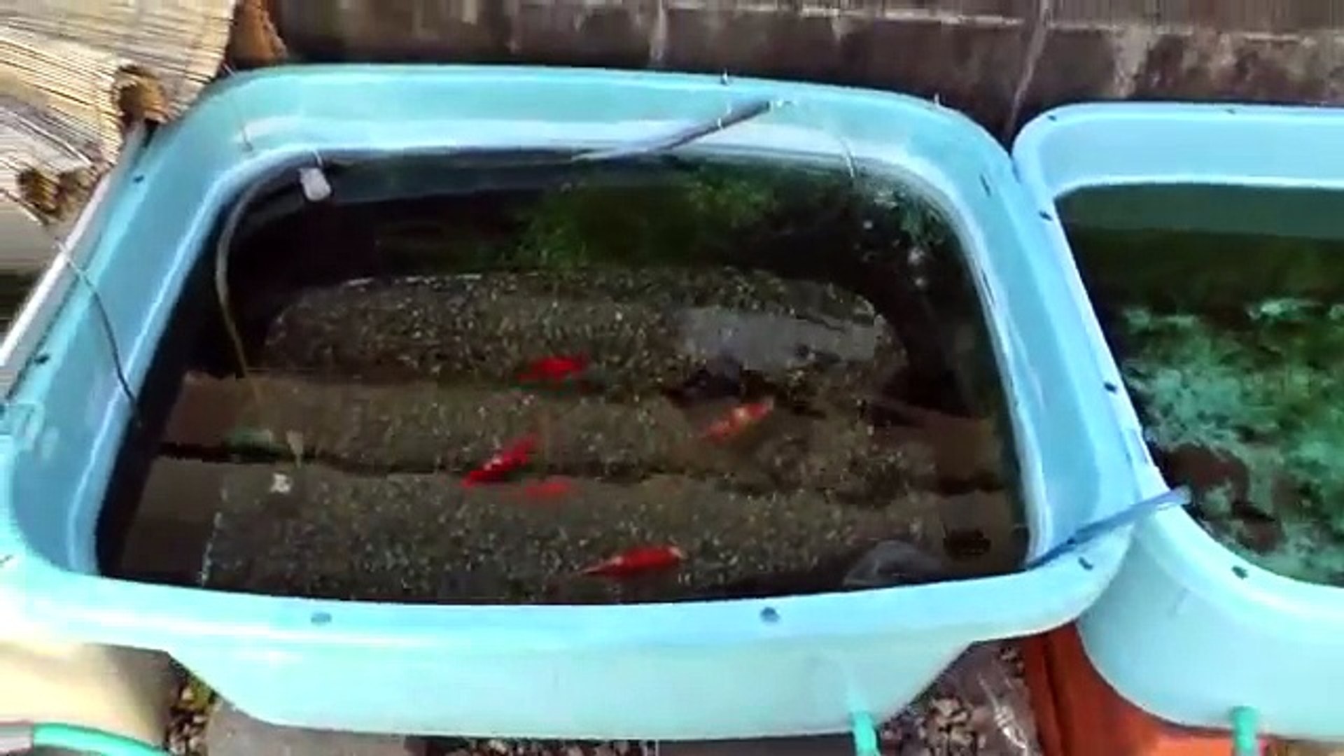 ソーラー発電ジャンボタライ1型3連結循環金魚水槽 Video Dailymotion
