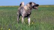 Kangal with spiked iron collars versus wolfs