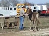 Rocky Mountain Horse Weanling Training - Bonding and Trust