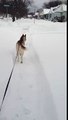 Siberian Husky jumps snow bank