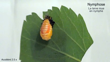 Naissance d'une coccinelle : nymphose et métamorphose en accéré