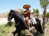 CABALLOS ESPANOLES, CABALLOS BAILADORES, CABALLOS %100 ANDALUZ, CABALLO BAILANDO, PRE HORSES