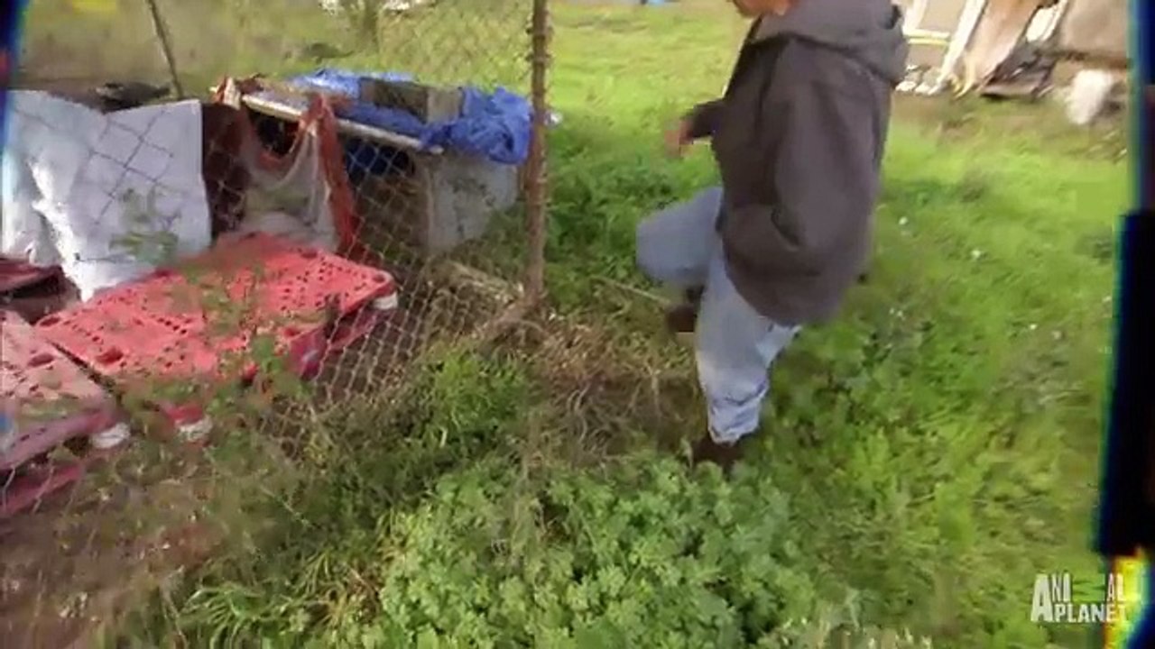 Réaction impressionnante d'un chien affamé et enceinte