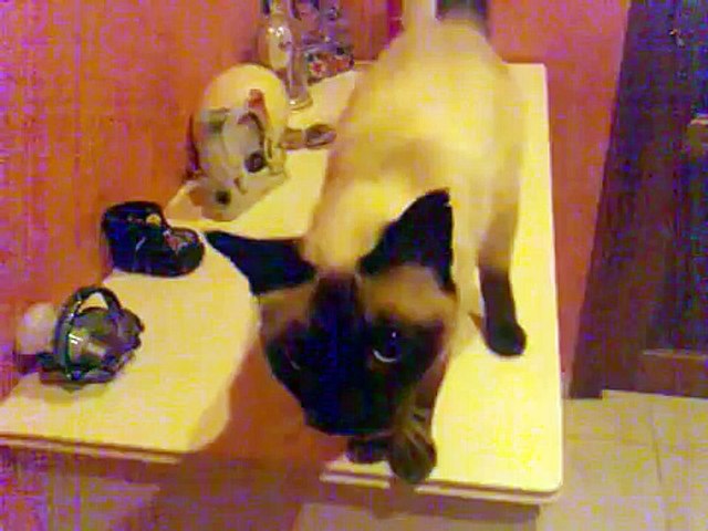 Chat Qui Miaule Video Dailymotion