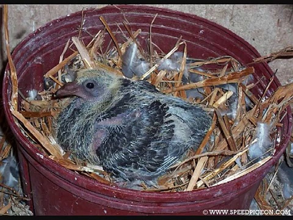 Day to Day pigeon growth progress