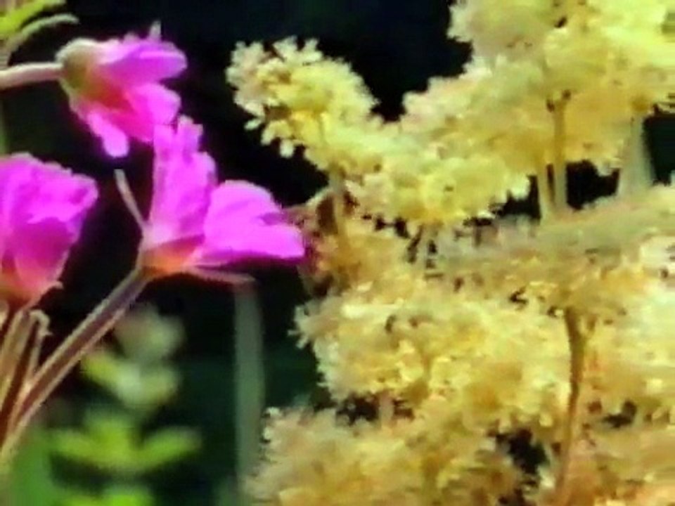 A Tour of a Bee
