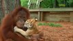 Un Orang-Outan donne le biberon aux bébés tigres !