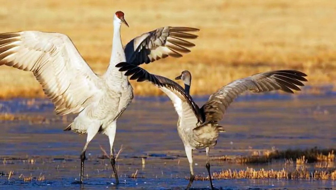 THE CRANES LIGHT