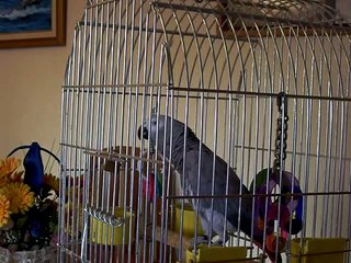 Yaki mi loro hablando.