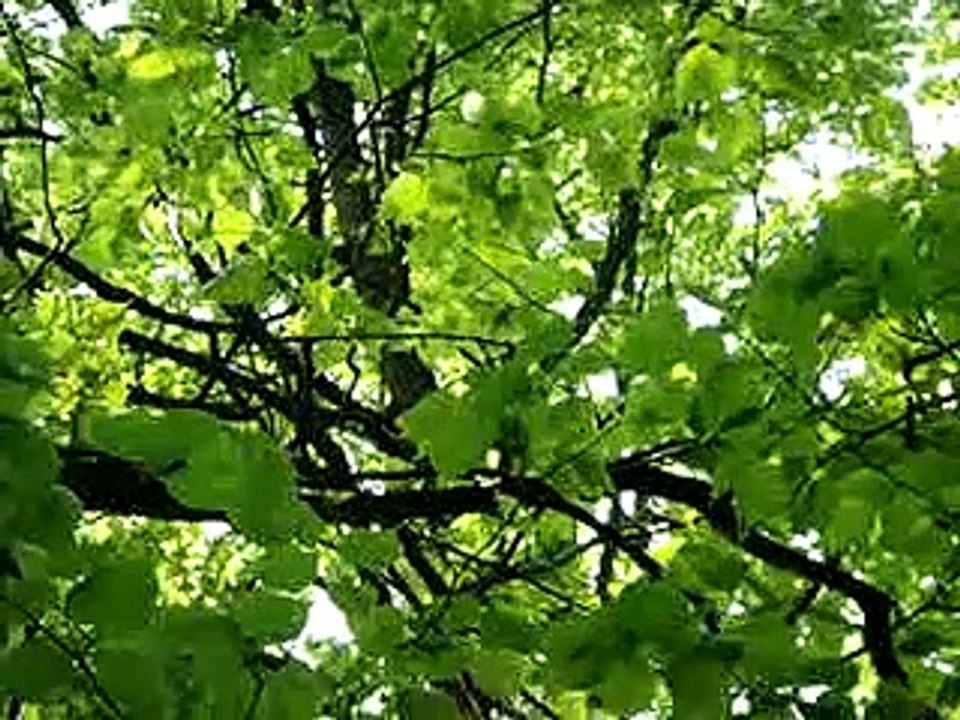 singing birds