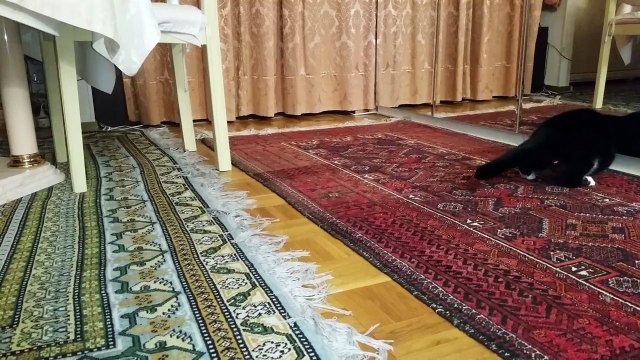 Chat drôle (chat marrant) (chat qui joue) (vidéo drôle) (funny cats) (2015) (VF) (4K Ultra HD)