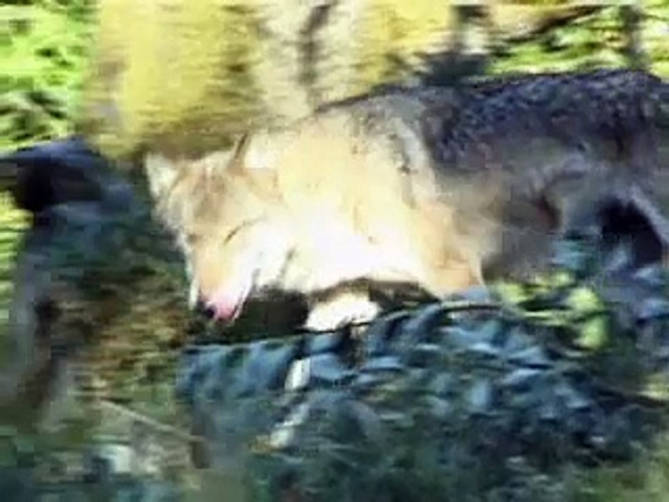 Gray Wolf