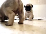 mops pug puppies 30 days  old