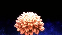 Dungeon ni Deai o Motomeru no wa Machigatteiru Darou ka? - ASMV