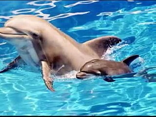 PLEASE WATCH - Animal Cruelty (pretty sad)