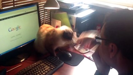 Crazy cat fights for computer mouse