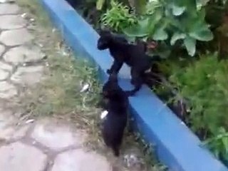 Perkelahian yang berujung damai. Kucing Hitam Berkelahi tapi lucu