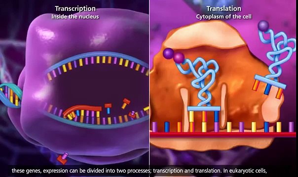 molecular biology of chromosomes,genes and DNA