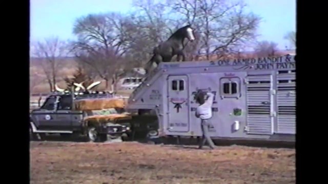 Horses, Ponies and Fails: Compilation