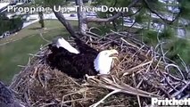 SWFL Eagles_How Eagles Distribute Their Weight So Eggs Aren't Harmed_11-23-13